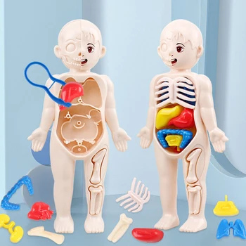  Corpul uman Organe Instrumente de Predare 3D Corpul Uman Trunchiului Model Educațional de Asamblare de Învățare DIY Jucării de Învățare Timpurie Jucărie Pentru Copii